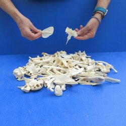 100 Piece Assorted Small Animal Bones 1/4" to 7"