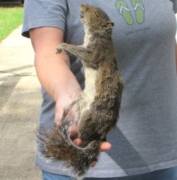  Preserved Full-Body Squirrel 