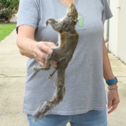  Preserved Full-Body Squirrel 