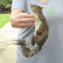  Preserved Full-Body Squirrel 
