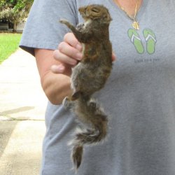  Preserved Full-Body Squirrel 