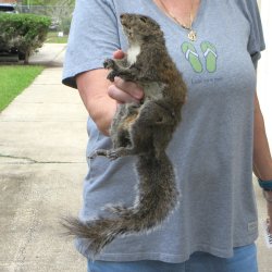  Preserved Full-Body Squirrel 
