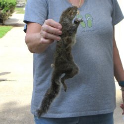  Preserved Full-Body Squirrel 
