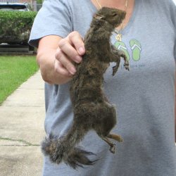  Preserved Full-Body Squirrel 