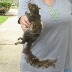  Preserved Full-Body Squirrel 