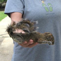  Preserved Full-Body Squirrel 