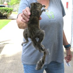  Preserved Full-Body Squirrel 