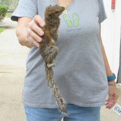  Preserved Full-Body Squirrel 