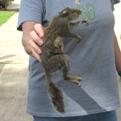  Preserved Full-Body Squirrel 