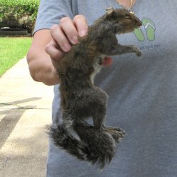  Preserved Full-Body Squirrel 