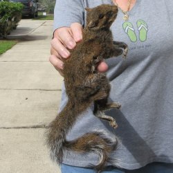  Preserved Full-Body Squirrel 