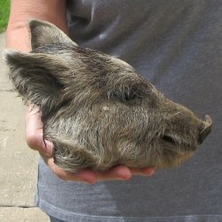 7" Preserved Georgia Wild Boar / Hog Head