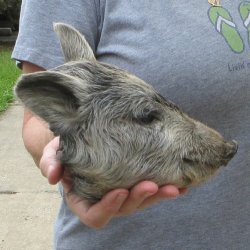7" Preserved Georgia Wild Boar / Hog Head