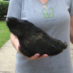 11" Preserved Georgia Wild Boar / Hog Head
