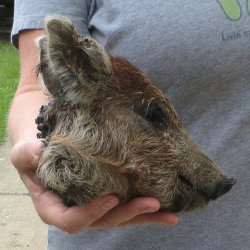 8" Preserved Georgia Wild Boar / Hog Head