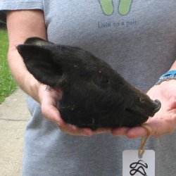7" Preserved Georgia Wild Boar / Hog Head