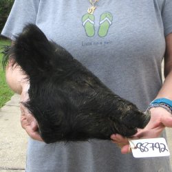 12" Preserved Georgia Wild Boar / Hog Head