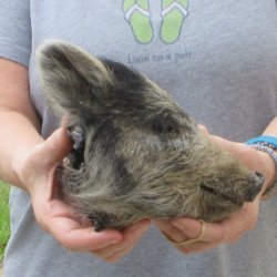 10" Preserved Georgia Wild Boar / Hog Head