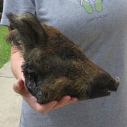 11" Preserved Georgia Wild Boar / Hog Head