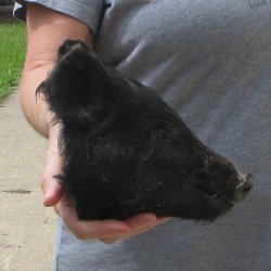 8" Preserved Georgia Wild Boar / Hog Head