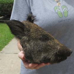 10" Preserved Georgia Wild Boar / Hog Head