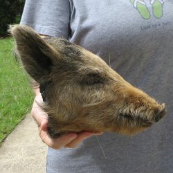 10" Preserved Georgia Wild Boar / Hog Head