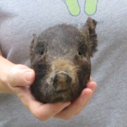 7" Preserved Georgia Wild Boar / Hog Head