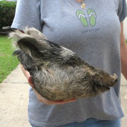 12" Preserved Georgia Wild Boar / Hog Head