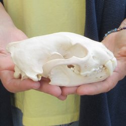 5-1/2 inch Wolverine Skull