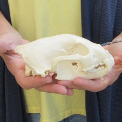 5-3/4 inch Wolverine Skull