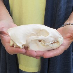 5-1/2 inch Wolverine Skull