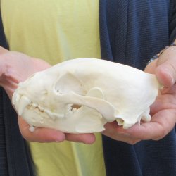 5-1/2 inch Wolverine Skull