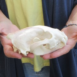 6 inch Wolverine Skull