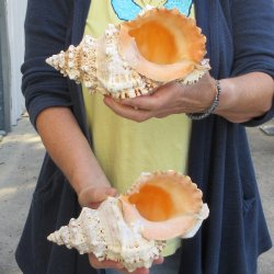 Two piece 8" Frog Shells 