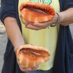 Two Cameo Bullmouth sea shells 5 inches long