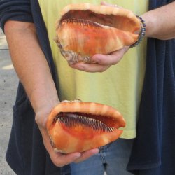 Two Cameo Bullmouth sea shells 5 inches long