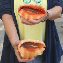 Two Cameo Bullmouth sea shells 5 inches long