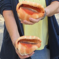 Two Cameo Bullmouth sea shells 5 inches long