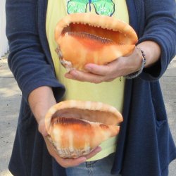 Two Cameo Bullmouth sea shells 5 inches long
