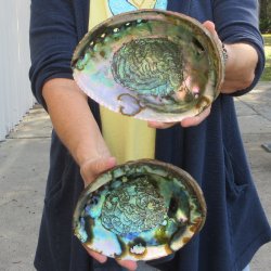 Two piece Natural Green Abalone 7" & 7-1/2"