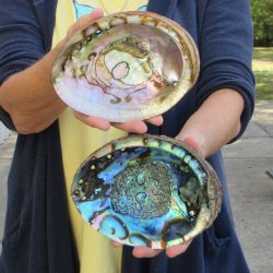 Two piece Natural Green Abalone 6" & 6-3/4"