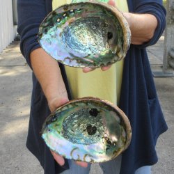 Two piece Natural Green Abalone 7" & 7-1/2"