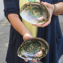 Two piece Natural Green Abalone 6" & 6-3/4"
