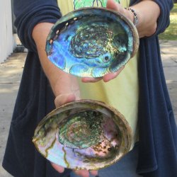 Two piece Natural Green Abalone 6" & 6-3/4"