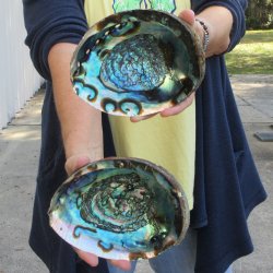 Two piece Natural Green Abalone 6" & 6-3/4"