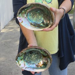 Two piece Natural Green Abalone 7" & 7-1/2"