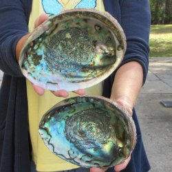Two piece Natural Green Abalone 7" & 7-1/2"