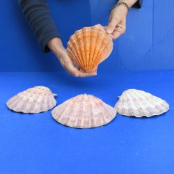 Four piece 6-7" Brown Lion Paw shells 