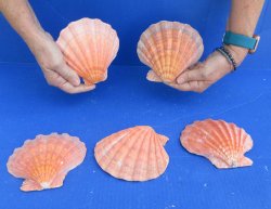 Buy this 5 piece lot of 5-6 inch Orange Lion Paw shells for $28/lot