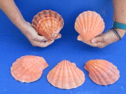 Buy this 5 piece lot of 5-6 inch Orange Lion Paw shells for $28/lot